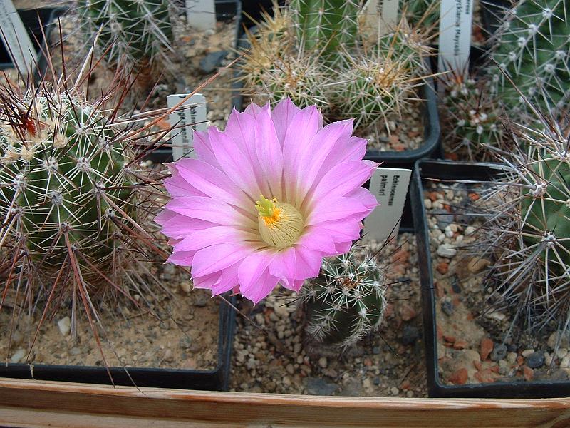 Echinocereus palmeri.JPG